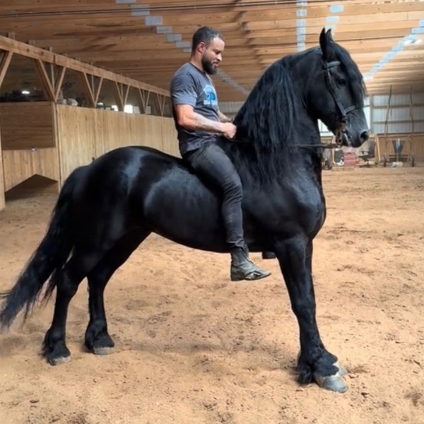 Frísio Elite com Pedigree ou R$700.000,00 no seu PIX 🐎 💰